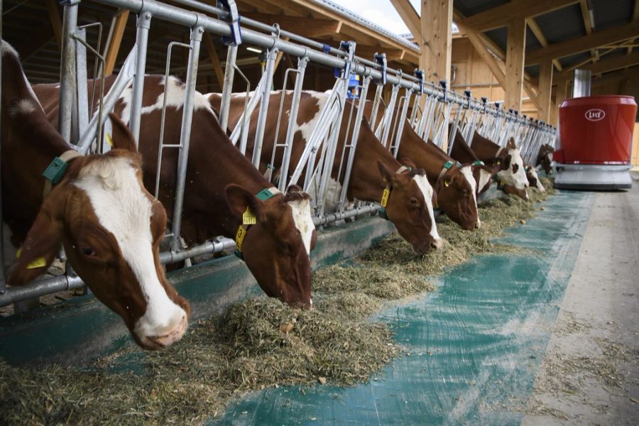 Kühe fressen Futtermittel im neu eingeweihten Rindviehstall am Inforama Rütti, am Freitag, 3. Mai 2019 in Zollikofen. Im Inforama werden Versuche im Bereich der Landwirtschaft durchgeführt.