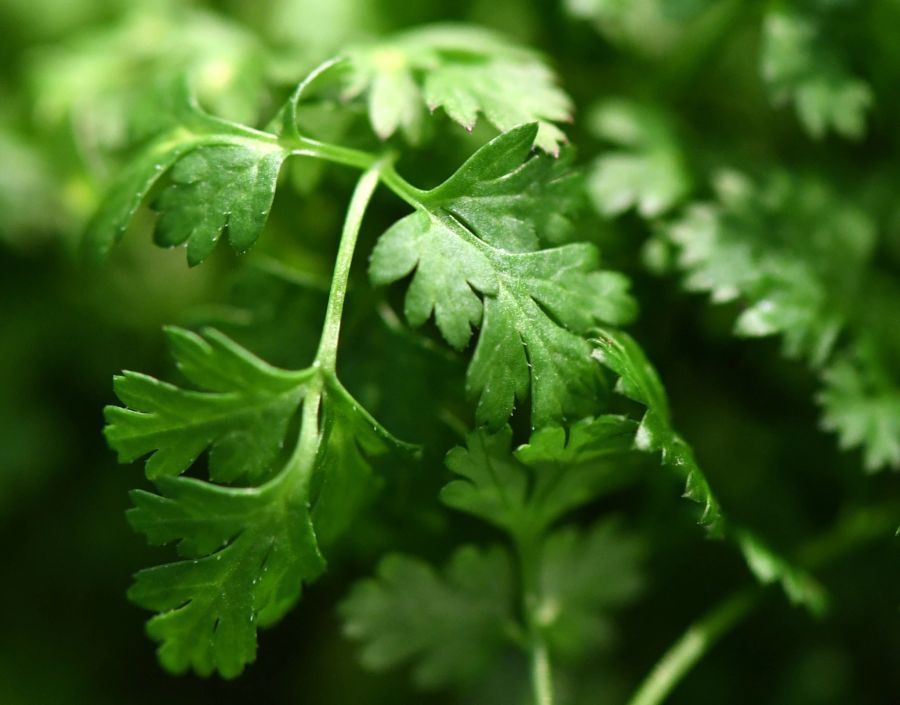 Kerbel Blätter grün Kraut