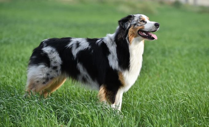 Sie sind besonders schön, aber auch anfällig für Krankheiten: Australian Shepherds. Australischer Schäferhund