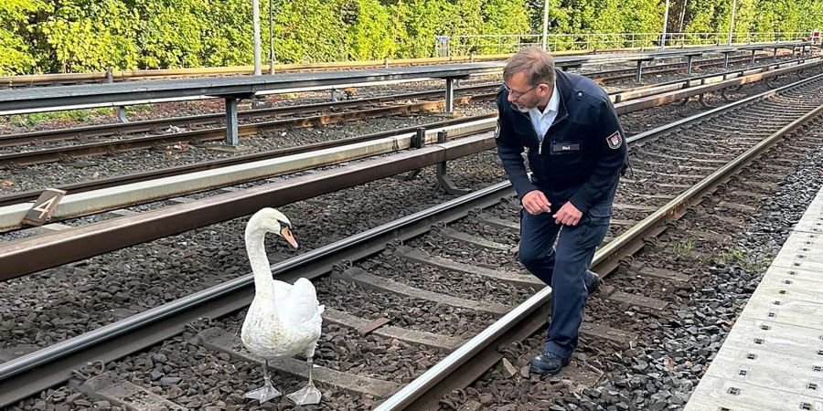 Ein Schwan und Hamburgs Schwanenvater Olaf Niess laufen auf der Gleisanlage der Hamburger Hochbahn zwischen den Haltestellen Klein Borstel und Ohlsdorf.