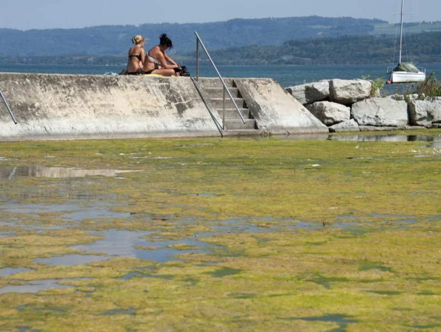 Algen und Seegras profitieren vom Rückgang der Nährstoffbelastung eines Sees.