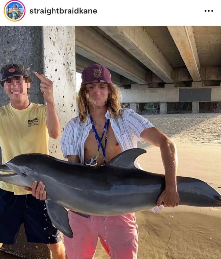 Delfin