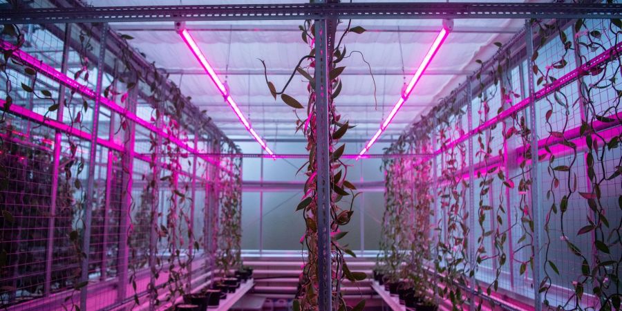 Vanilleschoten werden in einer Versuchskammer herangezogen. Mit der Indoorfarm sollen unter anderem vor dem Hintergrund des Klimawandels Ernährungsfragen der Zukunft erforscht werden.