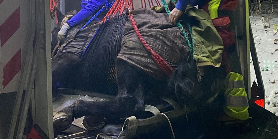 Münchenstein BL: Gestürztes Pferd aus einem Abhang geborgen