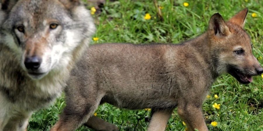 Im September hatte das Bundesamt für Umwelt aufgrund der zunehmenden Angriffe auf Rinderherden grünes Licht für den Abschuss von drei Jungwölfen aus dem Marchairuz-Rudel gegeben. Hier ein erwachsener Wolf und ein Welpe in einem Westschweizer Zoo.