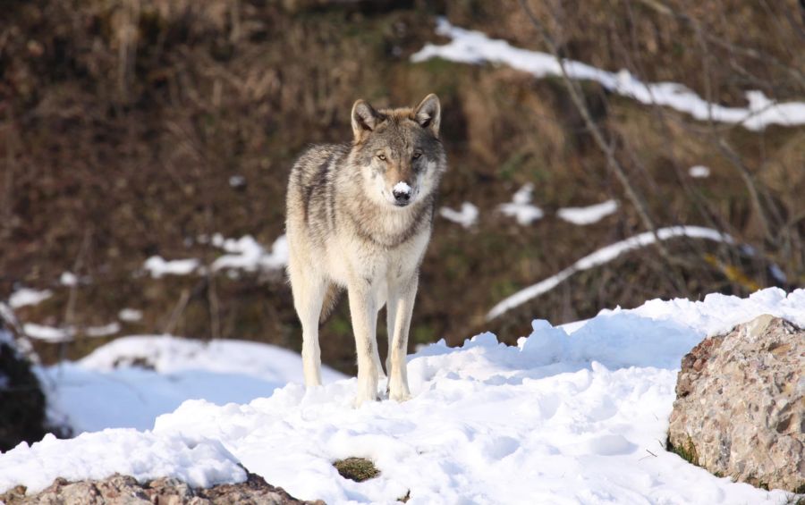 Wolf Schweiz Referendum Jagdgesetz