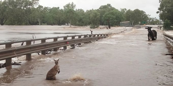 Ein Känguru und eine Kuh inmitten des Hochwassers in Australien. australien hochwasser