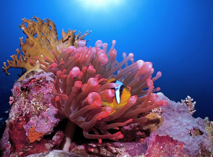 Ein Clownfisch versteckt sich in einer Anemone. Anemone Fisch Clownfisch Korallen Unterwasser