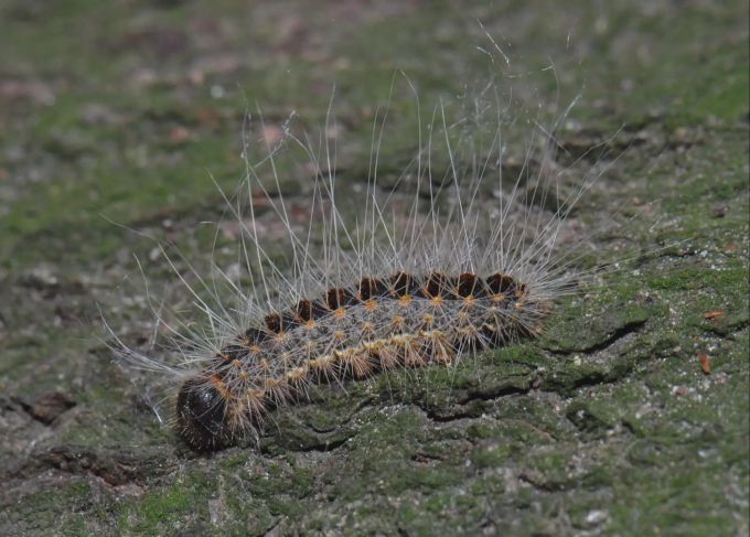 Die Haare der erwachsenen Raupe enthalten das Nesselgift Thaumetopoein. Raupe Oppligen