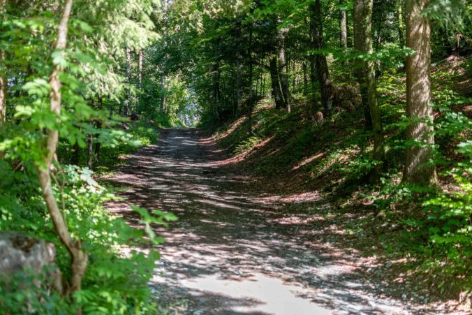 Der Pfad durch den Leutwiler Wald.