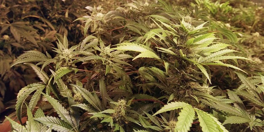 Die Universität Bern ficht Bundesentscheid zu Cannabis-Studie nicht an.