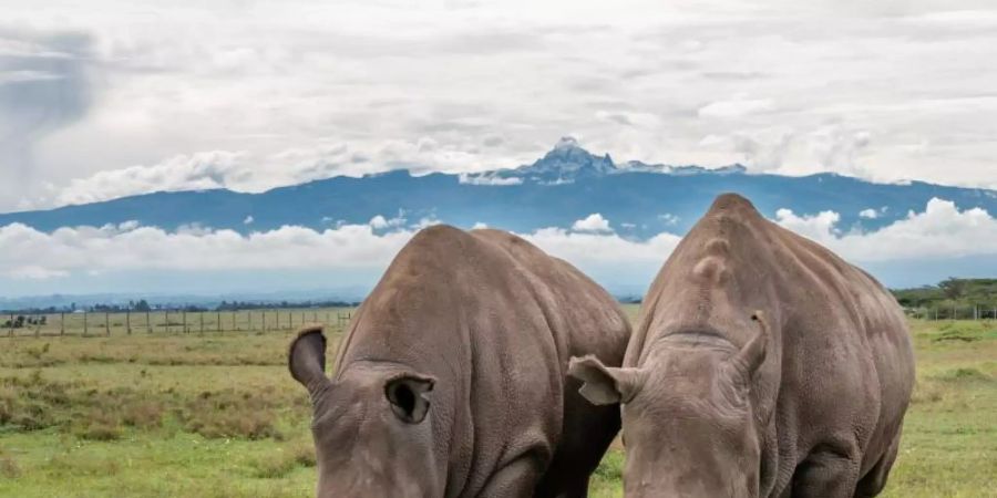 Die Nashörner Najin und Fatu, die zwei letzten Nördlichen Breitmaulnashörner der Welt, werden im Wildreservat Ol Pejeta rund um die Uhr bewacht. Foto: Ol Pejeta/dpa