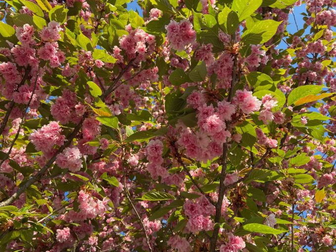 Eine volle Blust bedeutet in der Regel auch eine gute Mast. blust kirschbaum