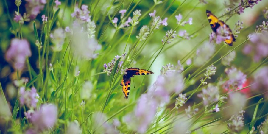 Wiese mit Schmetterling