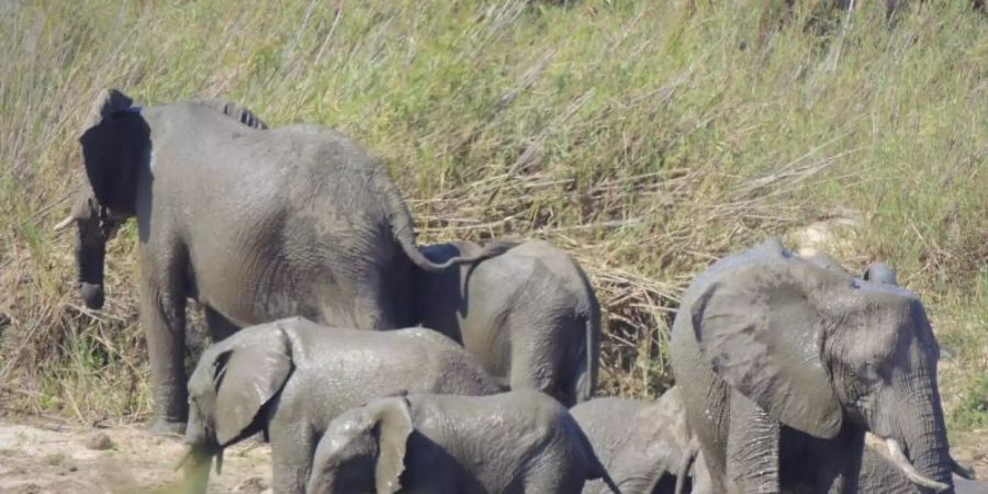 Ohne Besucher haben die Tiere in Afrikas Nationalparks mehr Platz und Ruhe. Doch die Flaute im Tourismus birgt für sie auch eine Gefahr. Foto: Kevin Anderson/AP/dpa