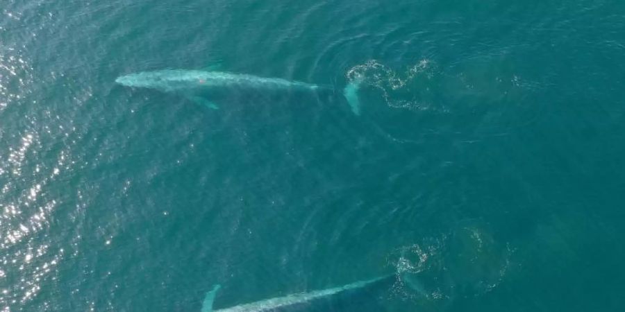 Obwohl Blauwale die grössten Tiere der Erde sind, ernähren sie sich von winzigem Plankton. Foto: Elliott Hazen/NOAA/dpa