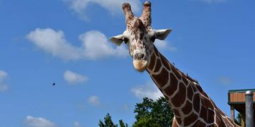 giraffe