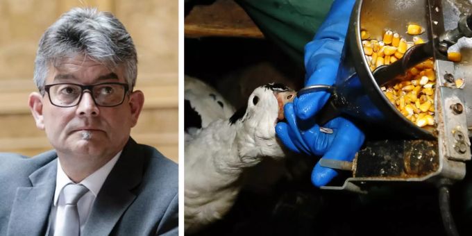 Fertig Foie Gras? - SVP-Bauer fordert Importverbot für Stopfleber