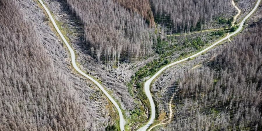 Abgestorbene Bäume im Harz