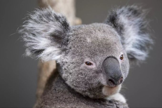Mikey, das Koala-Männchen aus dem Zoo Zürich, verstarb letzte Woche überraschend. Koala Mikey