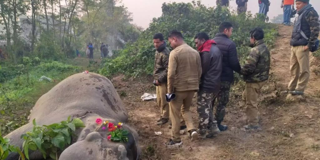 Zwei Elefanten In Indien Bei Zusammenstoss Mit Zug Getotet
