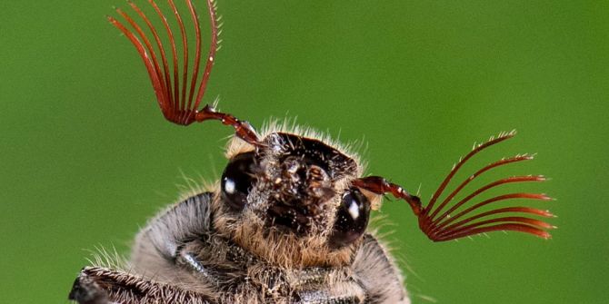 insekten klimawandel