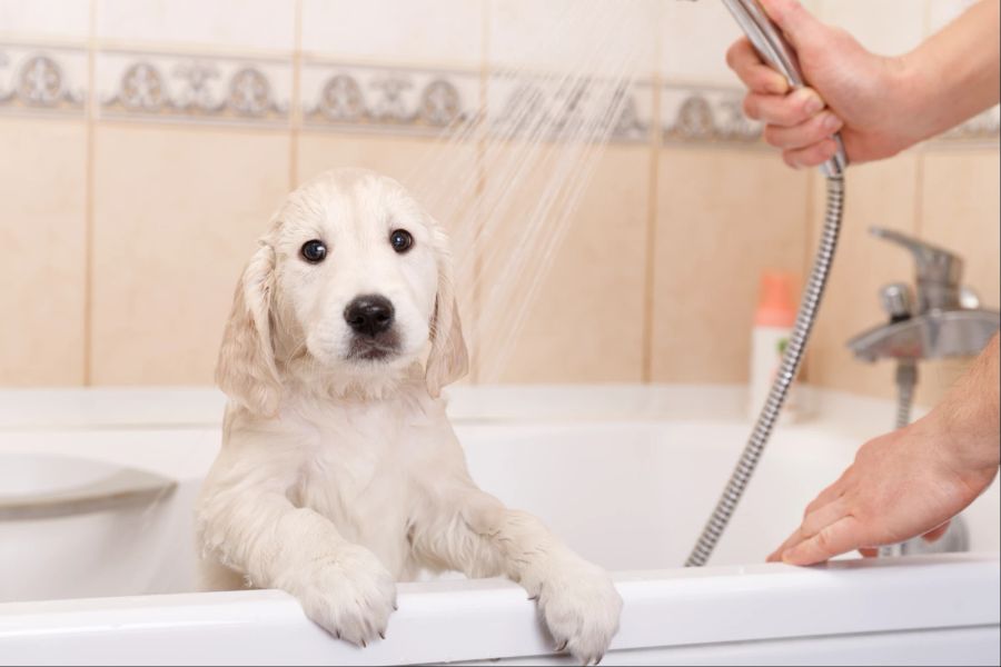 Hund in der Badewanne