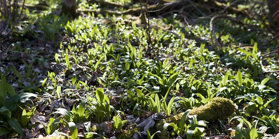Ein immer grösserer Flächenanteil des Waldes zählt als Waldrand. (Archivbild)