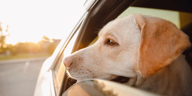 Hund schaut aus Auto.