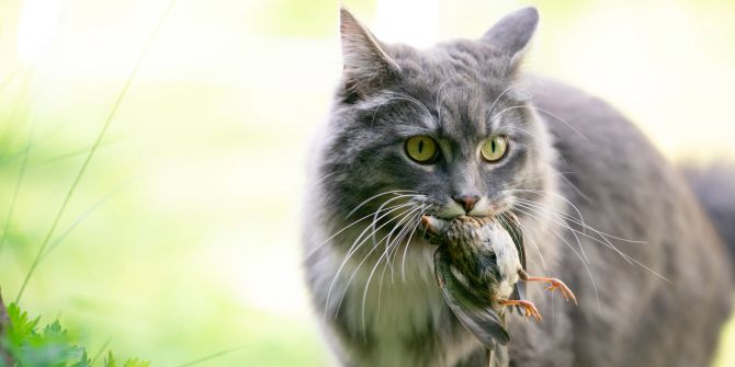 Katze frisst Vogel