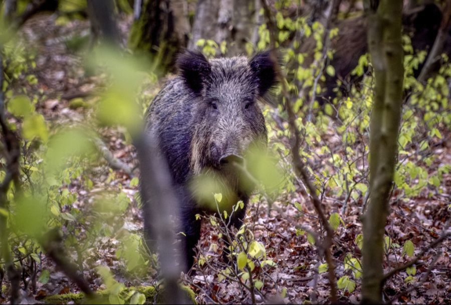 Viele der einheimischen Tiere würden früher oder später in Häusern auftauchen, erklärt ein Sprecher des Jagdinspektorat des Kantons Bern. (Symbolbild)