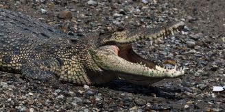 Fälle häufen sich - Krokodil tötet Schwimmer in Indonesien