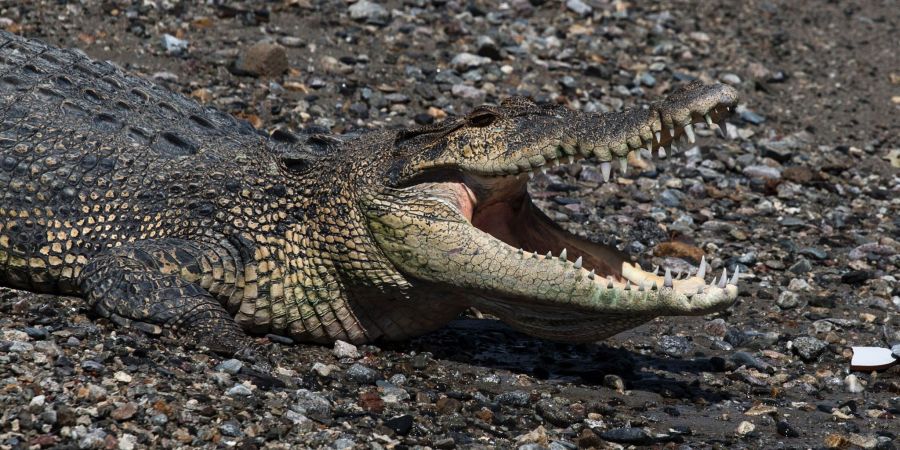 Krokodil