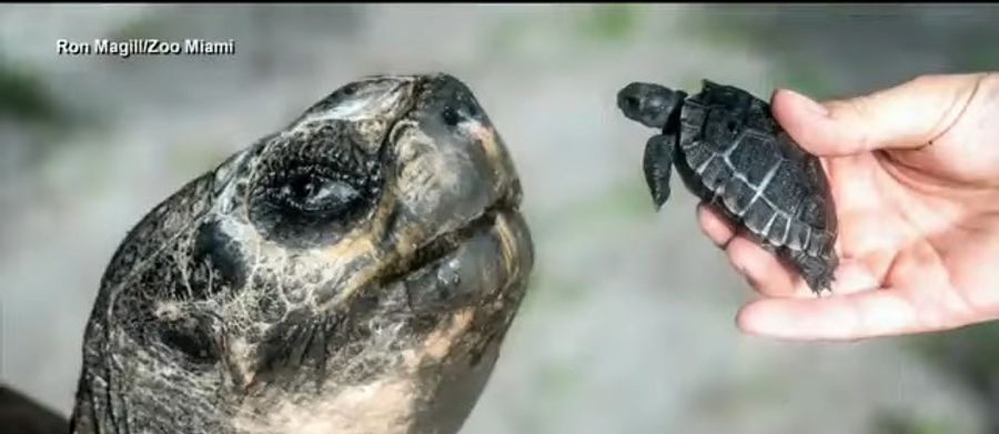 Goliath bekommt seinen Nachwuchs zu Gesicht.