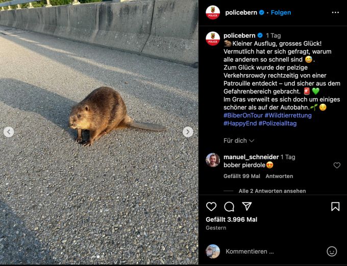 Der Biber sass am Strassenrand, als die Polizei ihn entdeckte. Biber Autobahn Bern