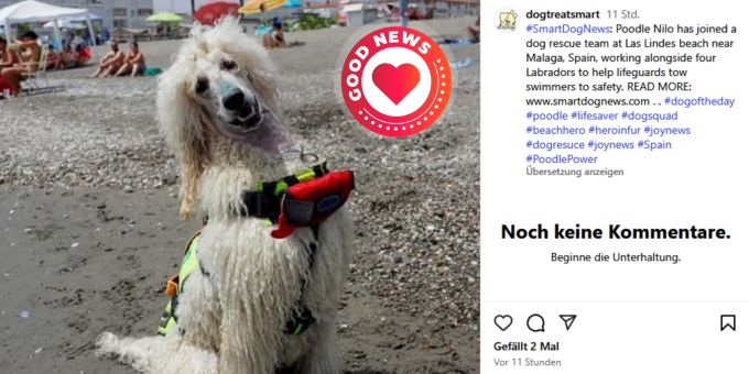 Pudel Nilo ist das stolze neue Mitglied des Rettungsschwimmer-Teams in Malaga. Pudel Rettungsschwimmer Spanien Team