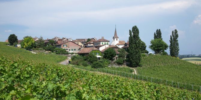 Weinberg Reben Haus Kirche
