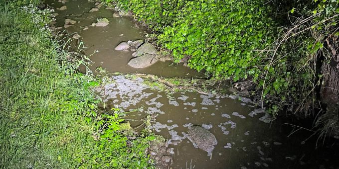 Fische verenden in Müswangen LU wegen Gülle. Fische verenden