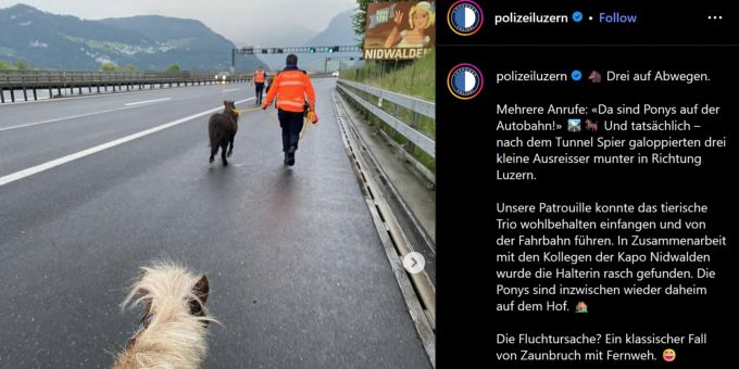 Die Luzerner Polizei hatte jüngst einen ungewöhnlichen Fall: Sie musste drei Ponys an ihrer Flucht über die Autobahn hindern. Ponys auf Autobahn