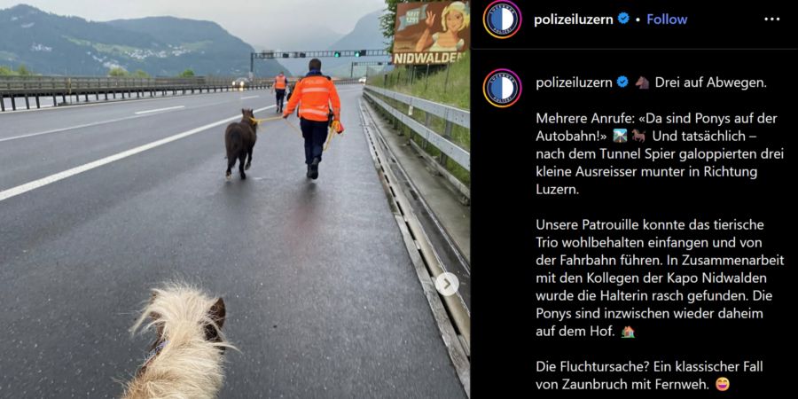 Ponys auf Autobahn