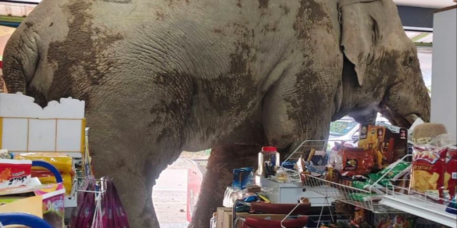 elefant thailand supermarkt