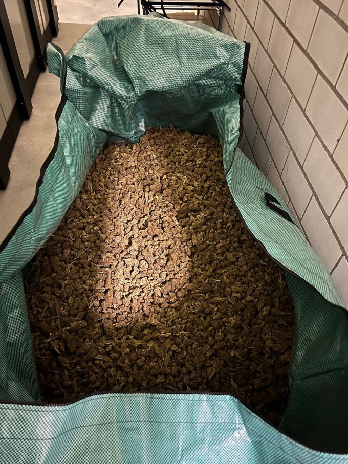 39 Kilogramm Hanfblüten bietet das Konkursamt an. Hanfblüten