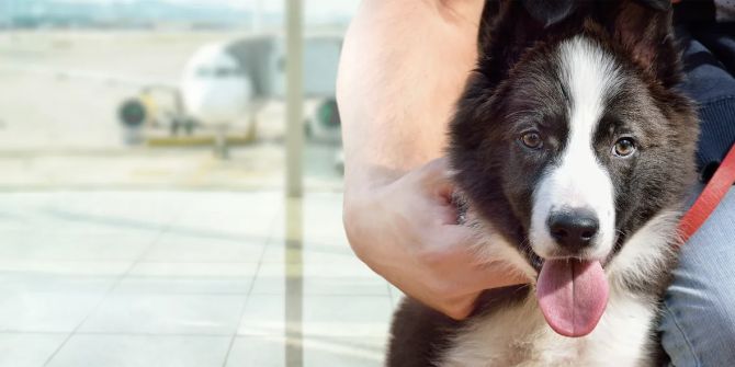 Hund Flugzeug