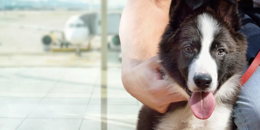 Hund Flugzeug