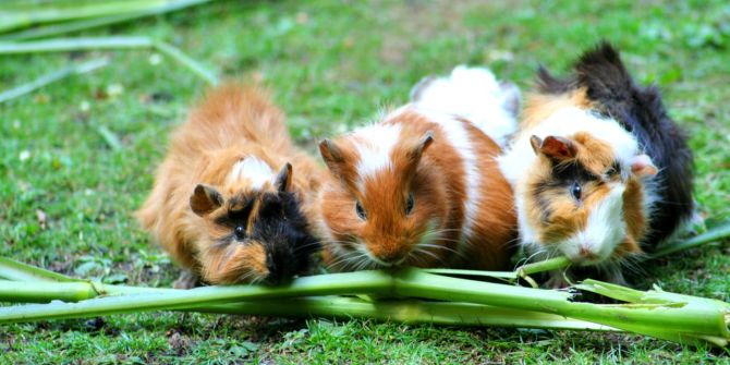 Meerschweinchen