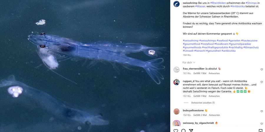 lebende Shrimps Rheinfelden Konkurs