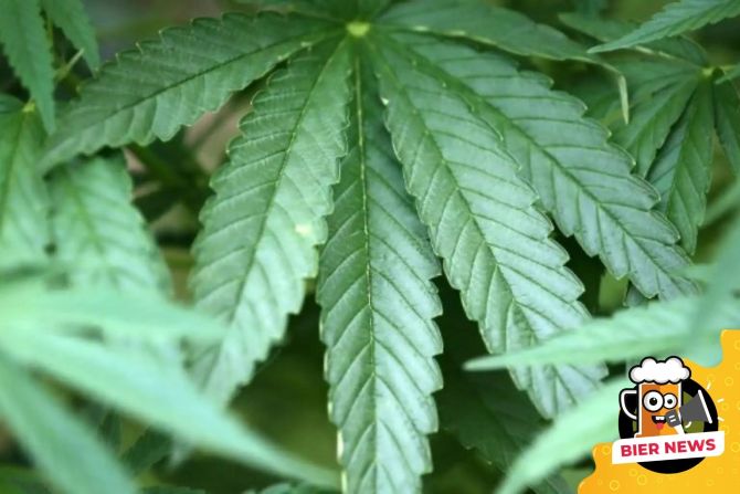 cannabis
