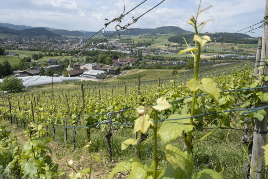 Wein