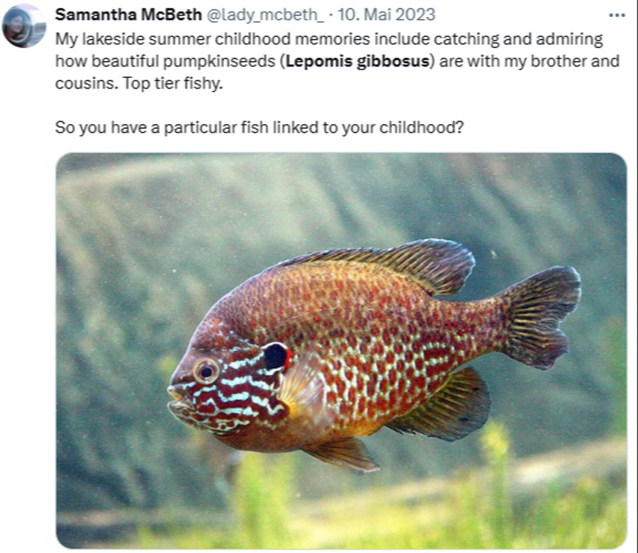 fisch