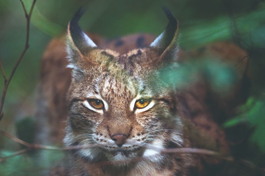 Luchs Nahaufnahme Wald Kopf